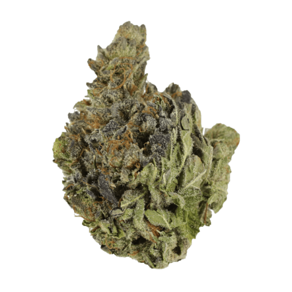 Chocolope | HighGradeAid Canada