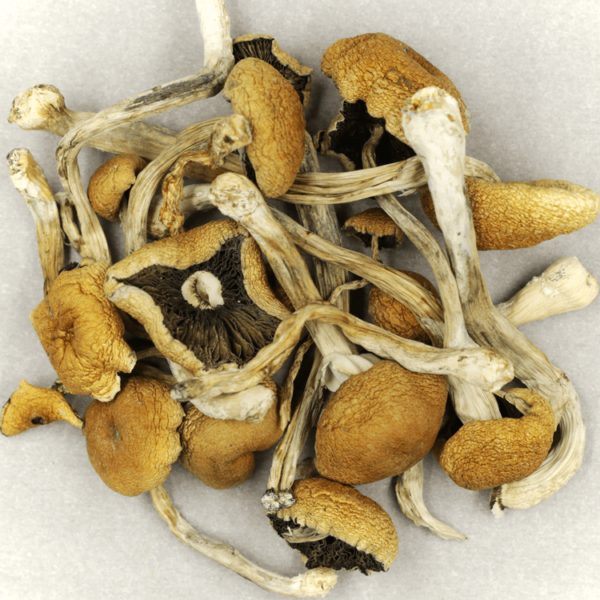 Cambodian Psilocybe Cubensis | HighGradeAid Canada