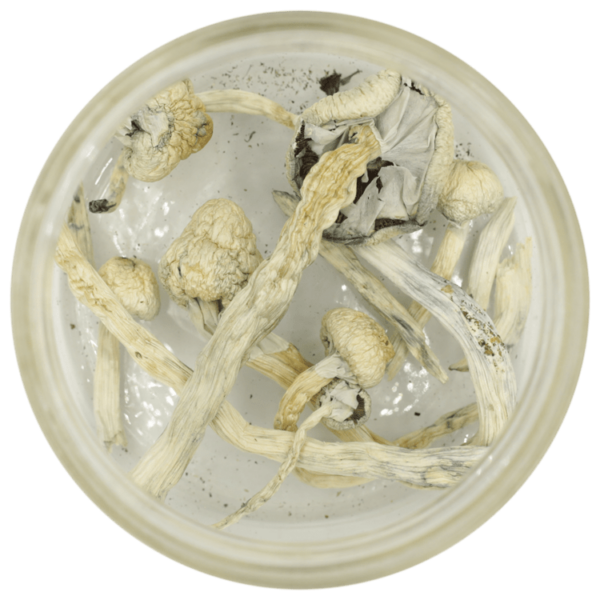 Great White Monster Cubensis | HighGradeAid Canada