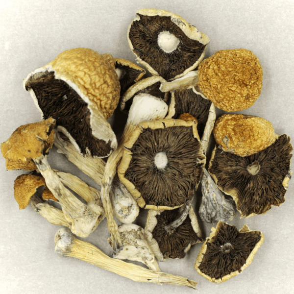 Penis Envy Cubensis | HighGradeAid Canada