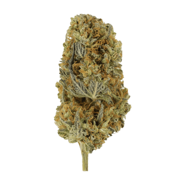 Headband | HighGradeAid Canada