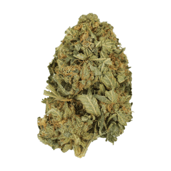 G13 | HighGradeAid Canada