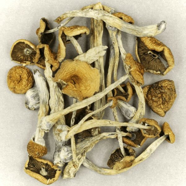 Psilocybe Cubensis Mexicana | HighGradeAid Canada