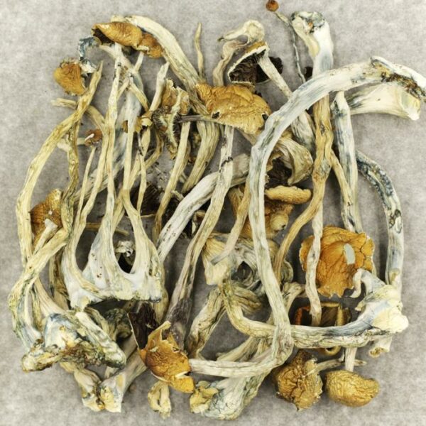 Amazonian Cubensis | HighGradeAid Canada