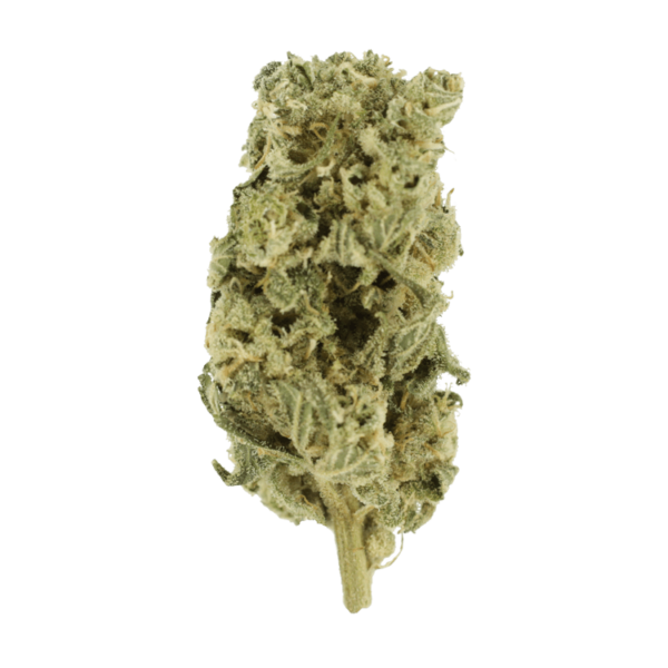 Champagne Kush | HighGradeAid Canada
